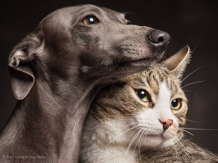 A dog and a cat together, representing the pet nutrition platform