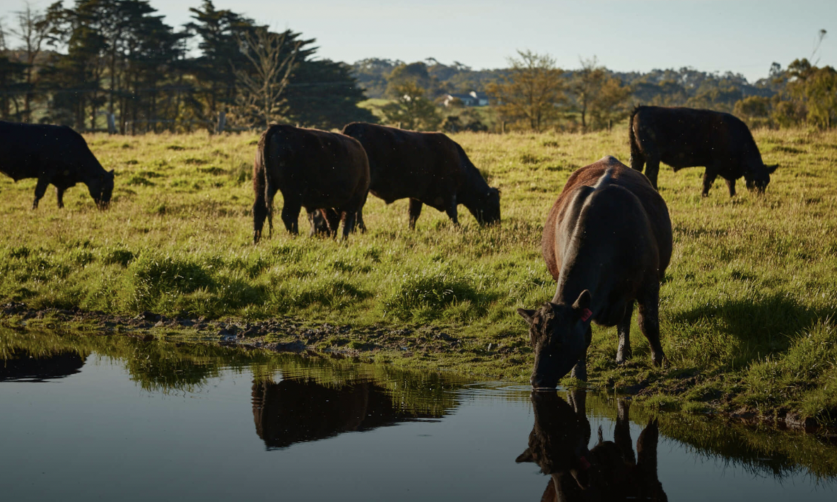 Australian grazing country under an open sky