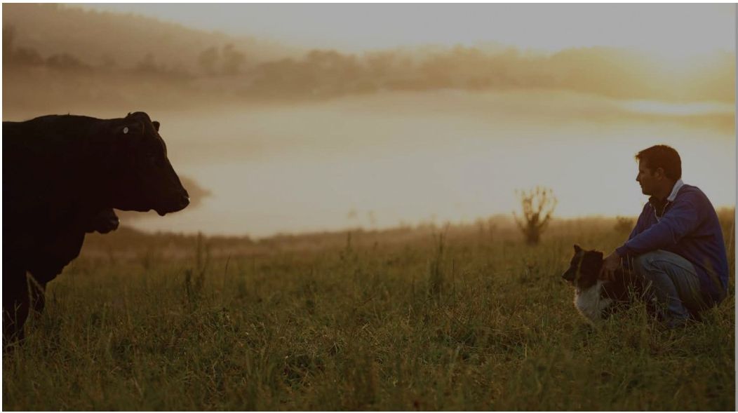 A farmer and his dog facing a cow across a misty paddock at sunrise